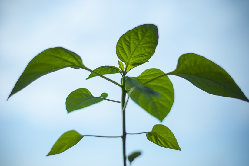 nature-plant-morning-green-large